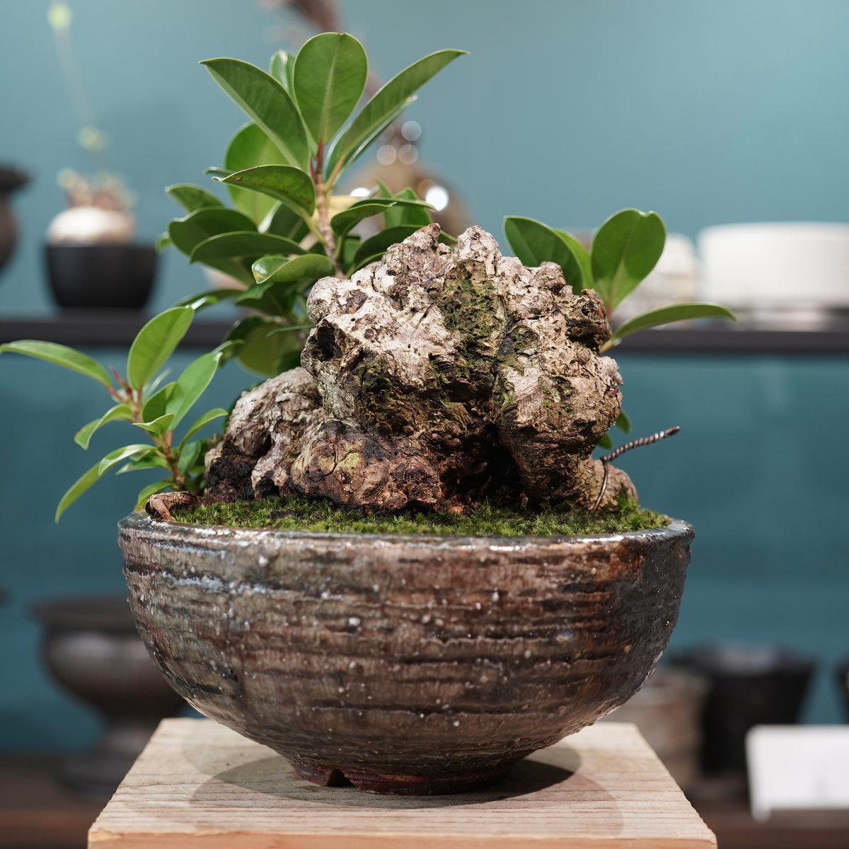 Ficus microcarpa(ガジュマル) × 小野瀬一 “archaic”