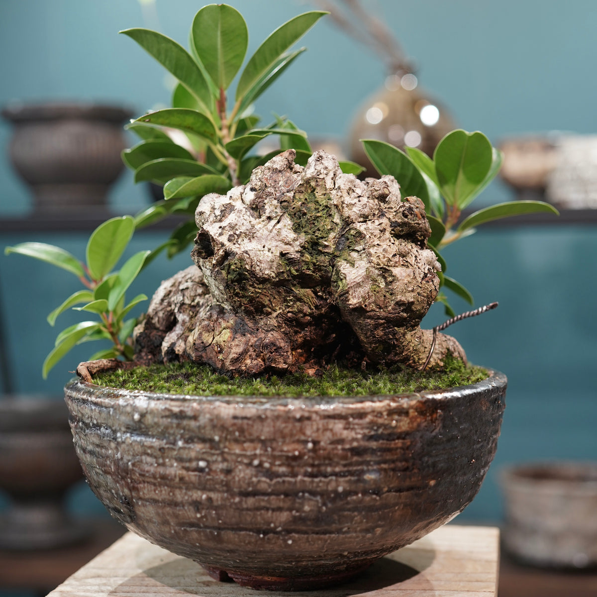 Ficus microcarpa(ガジュマル) × 小野瀬一 “archaic”