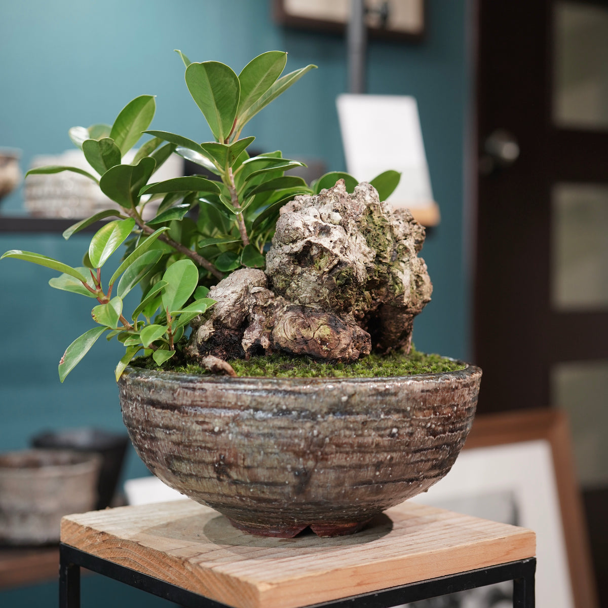 Ficus microcarpa(ガジュマル) × 小野瀬一 “archaic”