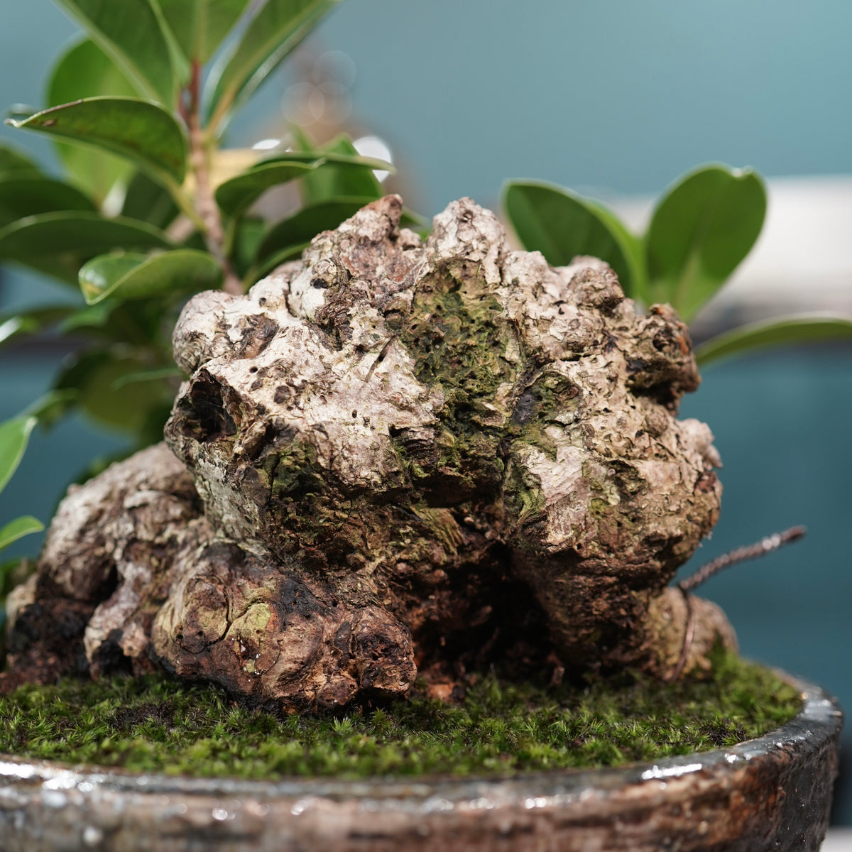 Ficus microcarpa(ガジュマル) × 小野瀬一 “archaic”