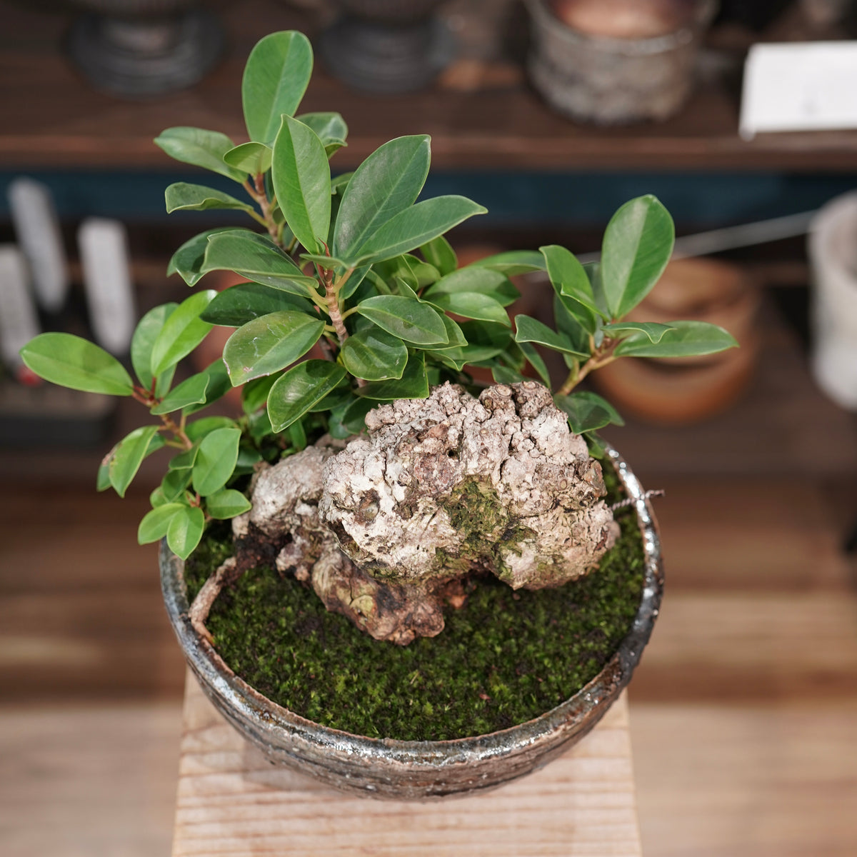 Ficus microcarpa(ガジュマル) × 小野瀬一 “archaic”