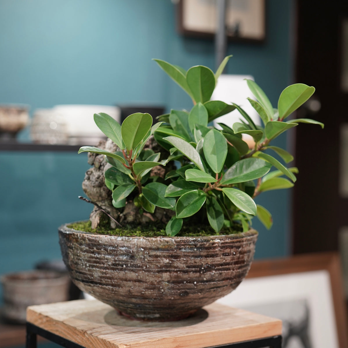 Ficus microcarpa(ガジュマル) × 小野瀬一 “archaic”