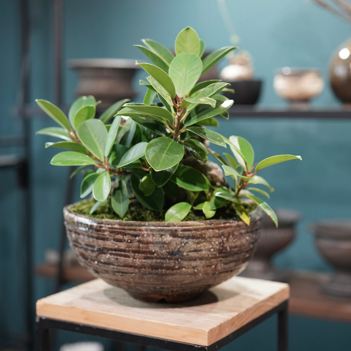 Ficus microcarpa(ガジュマル) × 小野瀬一 “archaic”