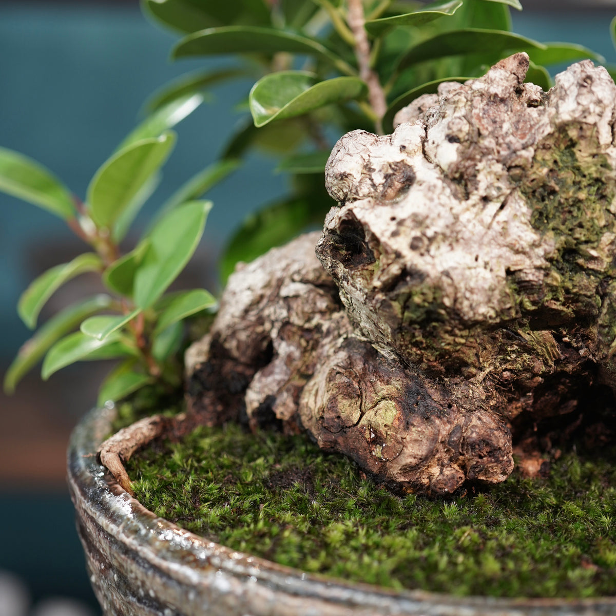 Ficus microcarpa(ガジュマル) × 小野瀬一 “archaic”