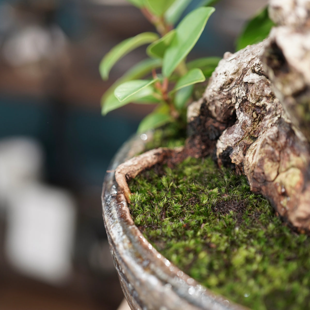 Ficus microcarpa(ガジュマル) × 小野瀬一 “archaic”