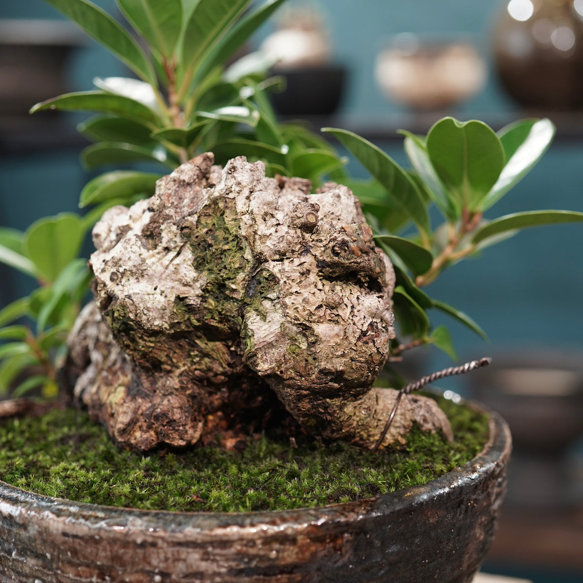 Ficus microcarpa(ガジュマル) × 小野瀬一 “archaic”