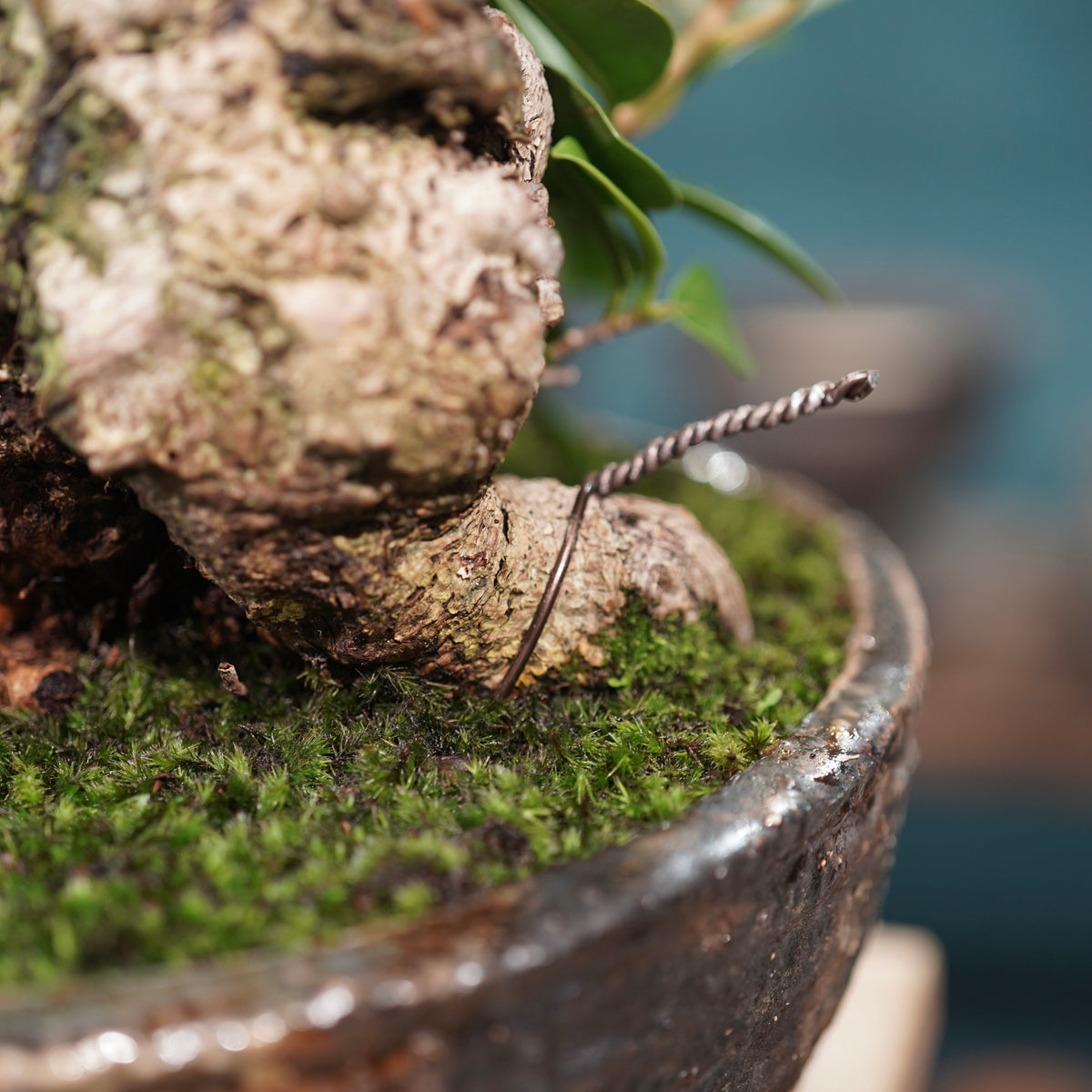 Ficus microcarpa(ガジュマル) × 小野瀬一 “archaic”