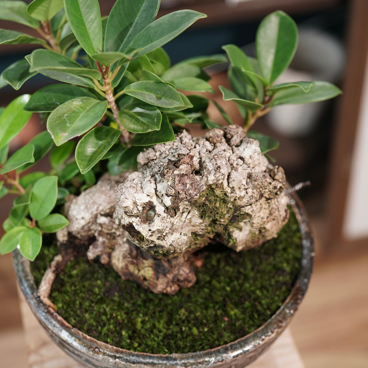 Ficus microcarpa(ガジュマル) × 小野瀬一 “archaic”