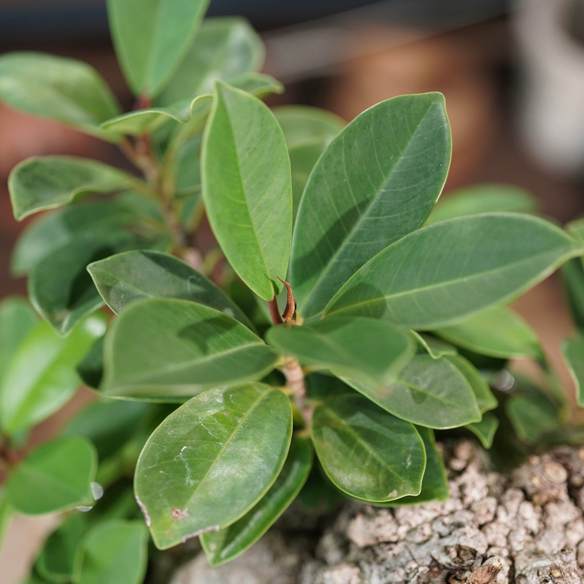 Ficus microcarpa(ガジュマル) × 小野瀬一 “archaic”