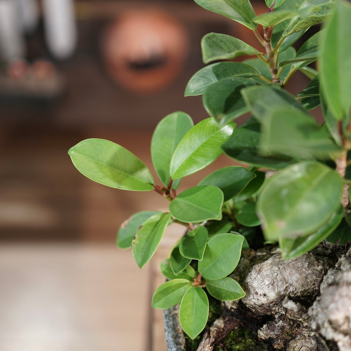 Ficus microcarpa(ガジュマル) × 小野瀬一 “archaic”