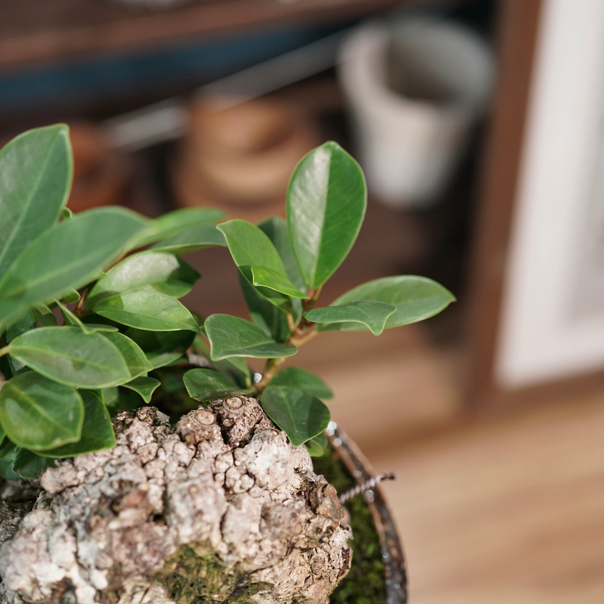 Ficus microcarpa(ガジュマル) × 小野瀬一 “archaic”
