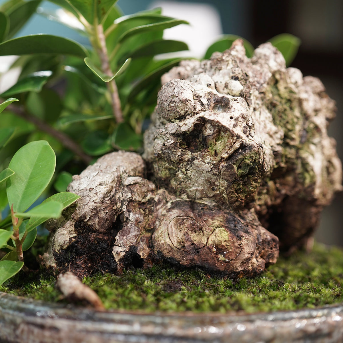 Ficus microcarpa(ガジュマル) × 小野瀬一 “archaic”