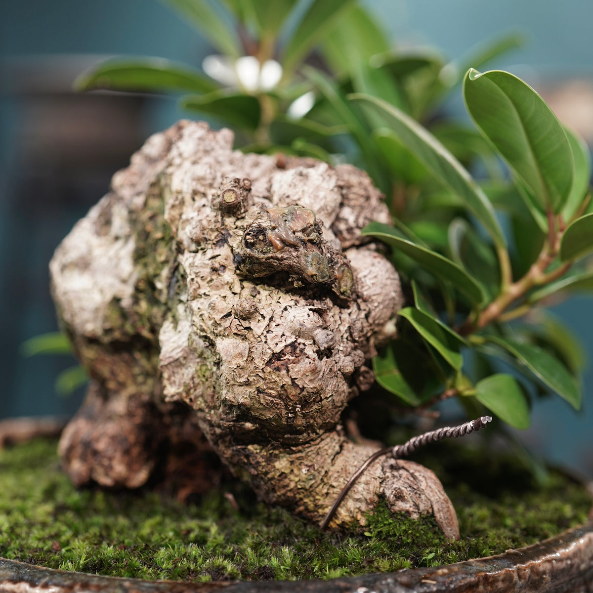 Ficus microcarpa(ガジュマル) × 小野瀬一 “archaic”