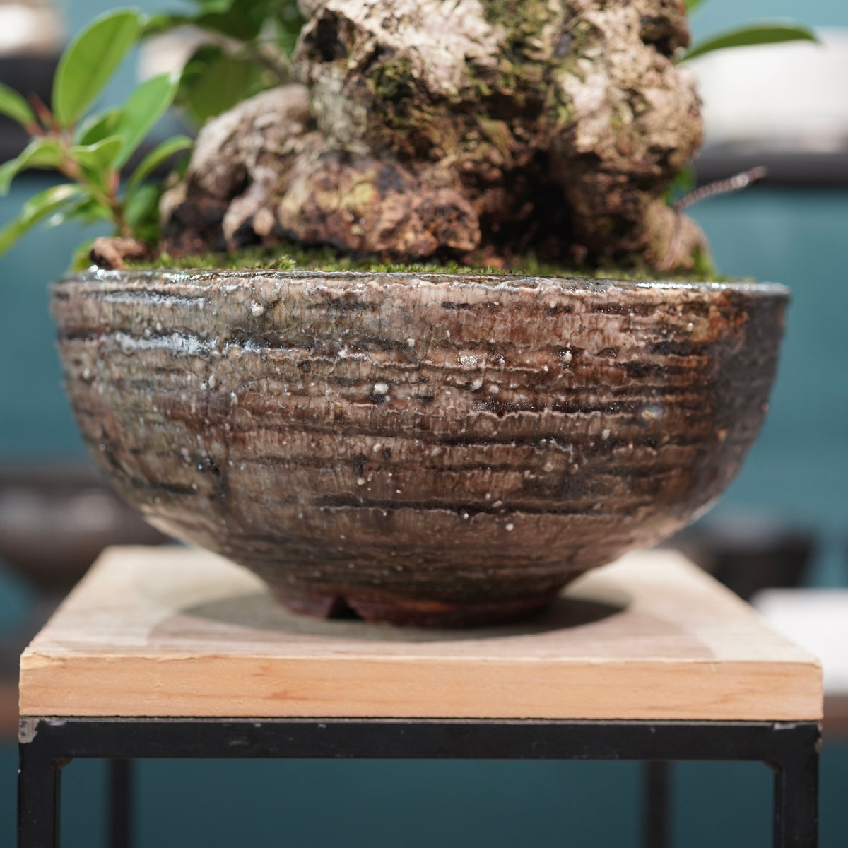 Ficus microcarpa(ガジュマル) × 小野瀬一 “archaic”
