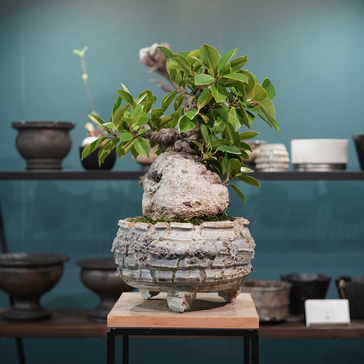 Ficus microcarpa(ガジュマル) × 宮島將實"匣鉢穴窯灰埋焼成鉢" No.2