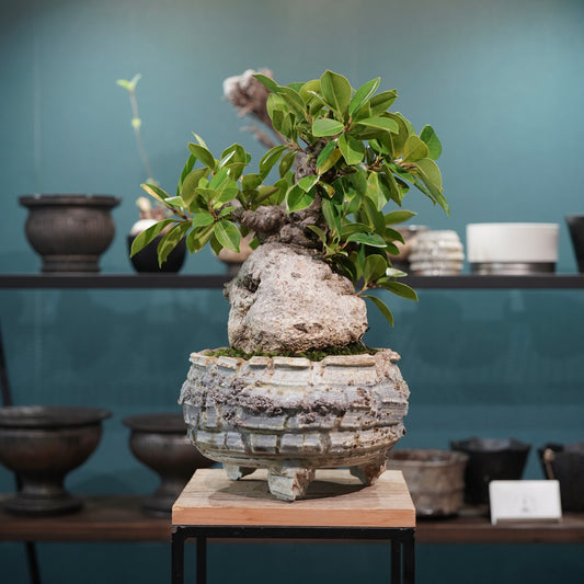 Ficus microcarpa(ガジュマル) × 宮島將實"匣鉢穴窯灰埋焼成鉢" No.2