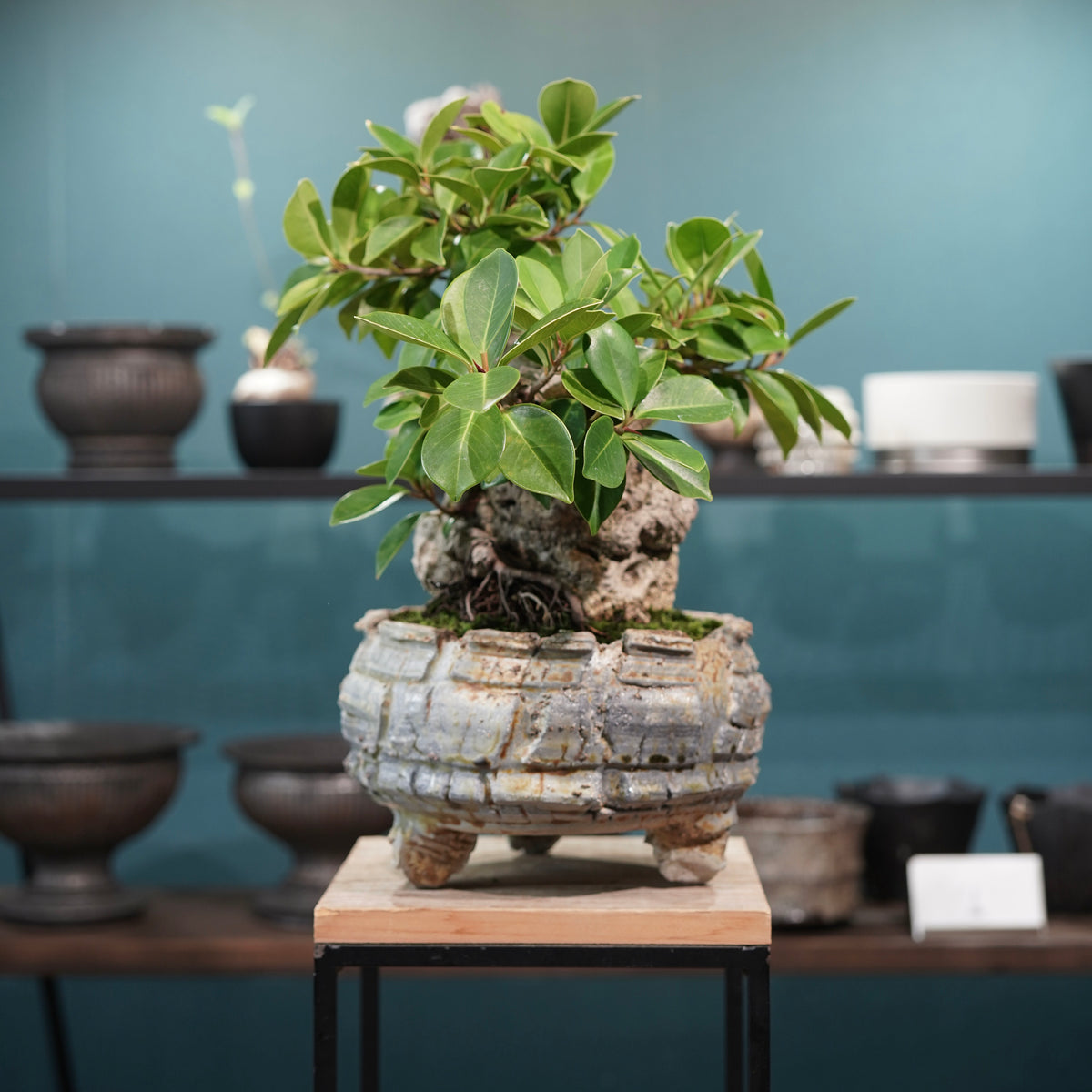Ficus microcarpa(ガジュマル) × 宮島將實"匣鉢穴窯灰埋焼成鉢" No.2