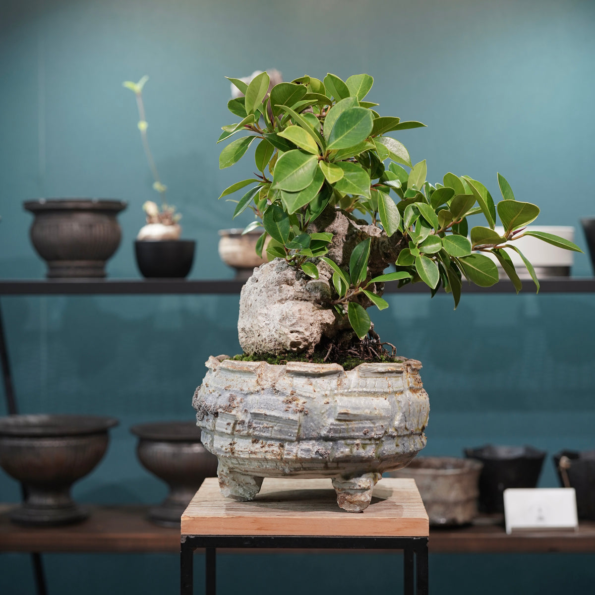 Ficus microcarpa(ガジュマル) × 宮島將實"匣鉢穴窯灰埋焼成鉢" No.2