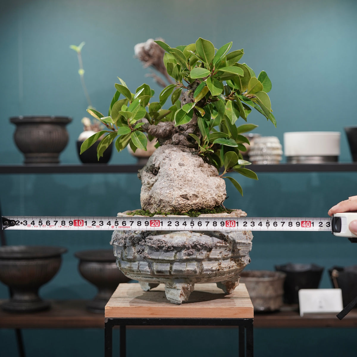 Ficus microcarpa(ガジュマル) × 宮島將實"匣鉢穴窯灰埋焼成鉢" No.2
