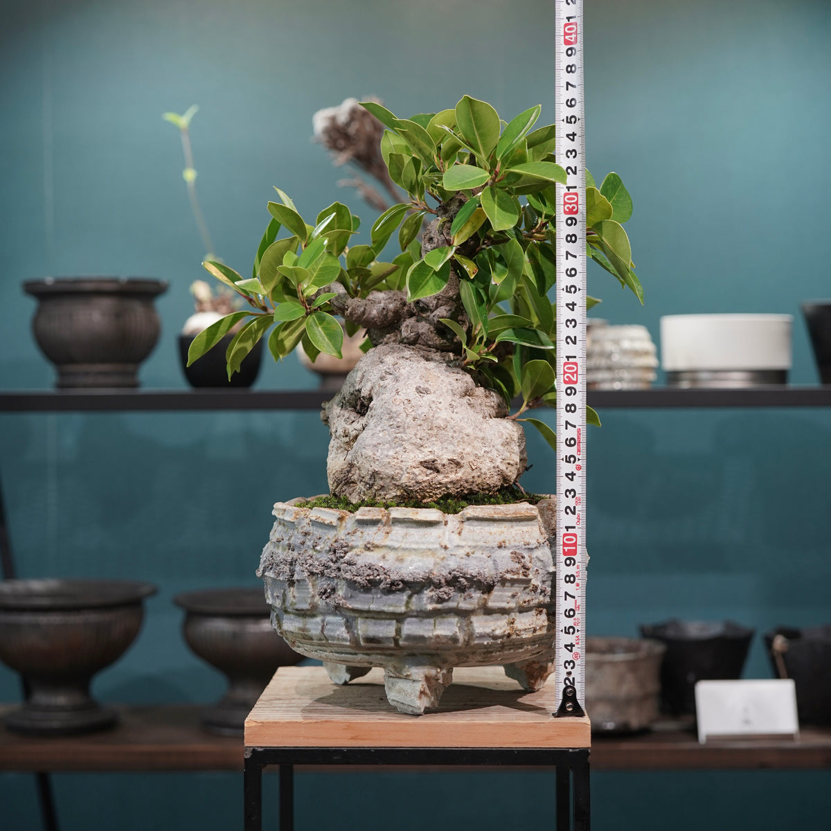 Ficus microcarpa(ガジュマル) × 宮島將實"匣鉢穴窯灰埋焼成鉢" No.2