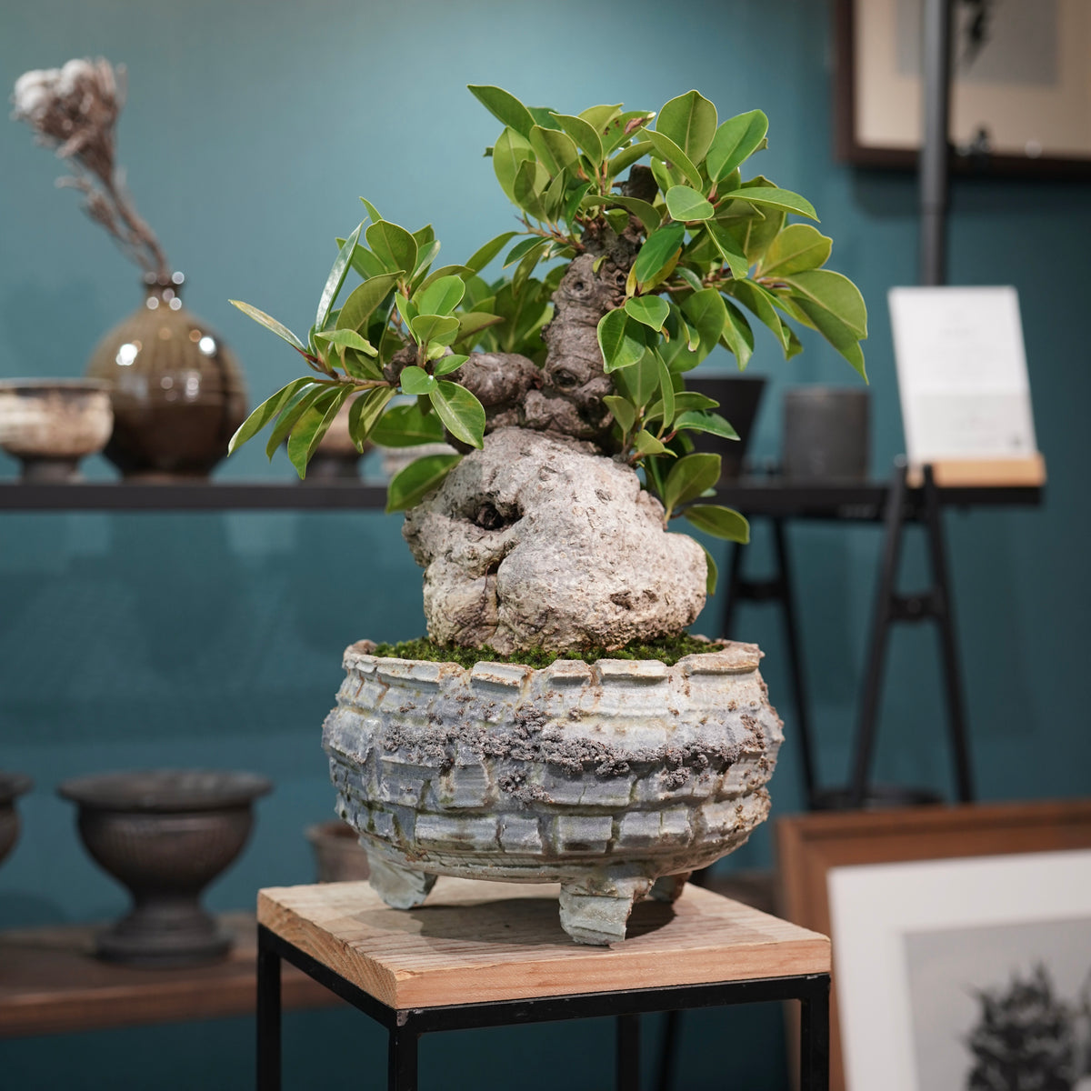 Ficus microcarpa(ガジュマル) × 宮島將實"匣鉢穴窯灰埋焼成鉢" No.2