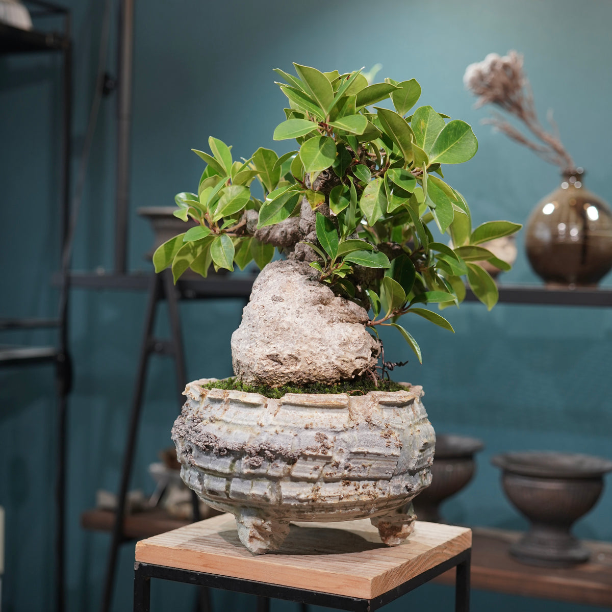 Ficus microcarpa(ガジュマル) × 宮島將實"匣鉢穴窯灰埋焼成鉢" No.2
