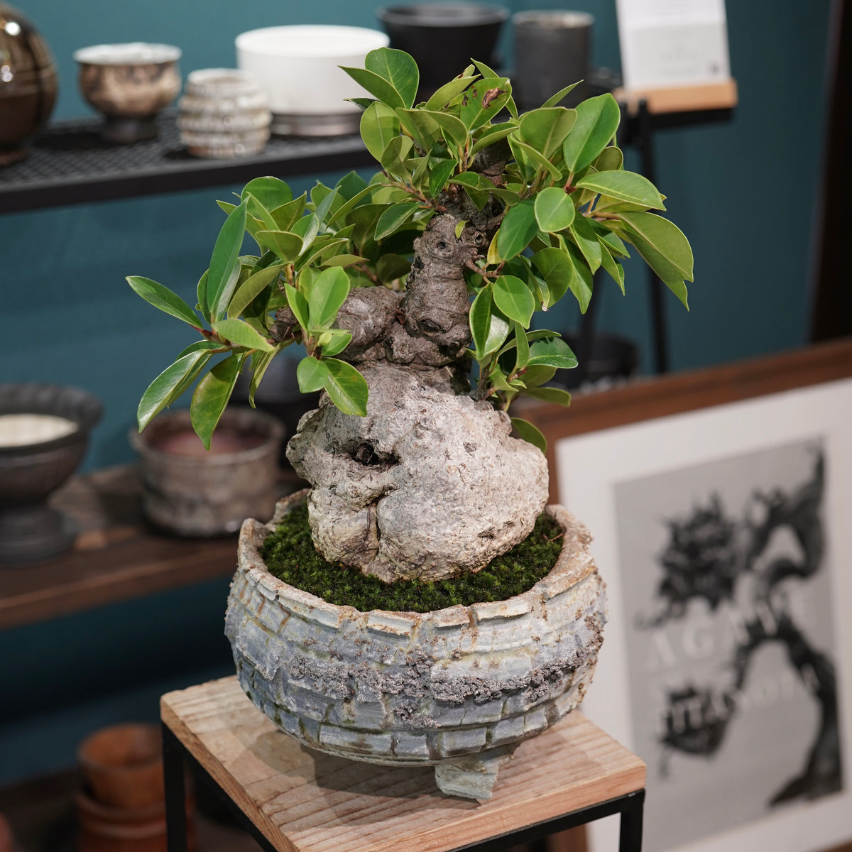 Ficus microcarpa(ガジュマル) × 宮島將實"匣鉢穴窯灰埋焼成鉢" No.2