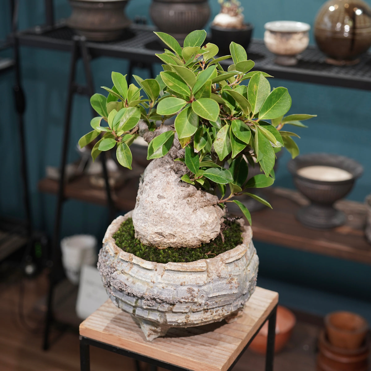 Ficus microcarpa(ガジュマル) × 宮島將實"匣鉢穴窯灰埋焼成鉢" No.2