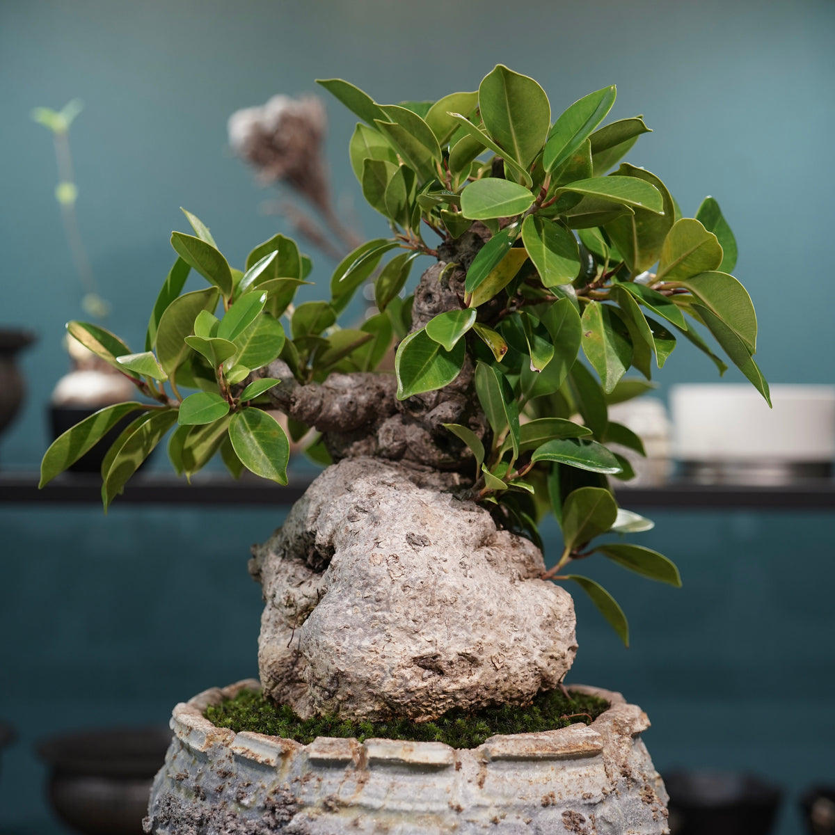 Ficus microcarpa(ガジュマル) × 宮島將實"匣鉢穴窯灰埋焼成鉢" No.2
