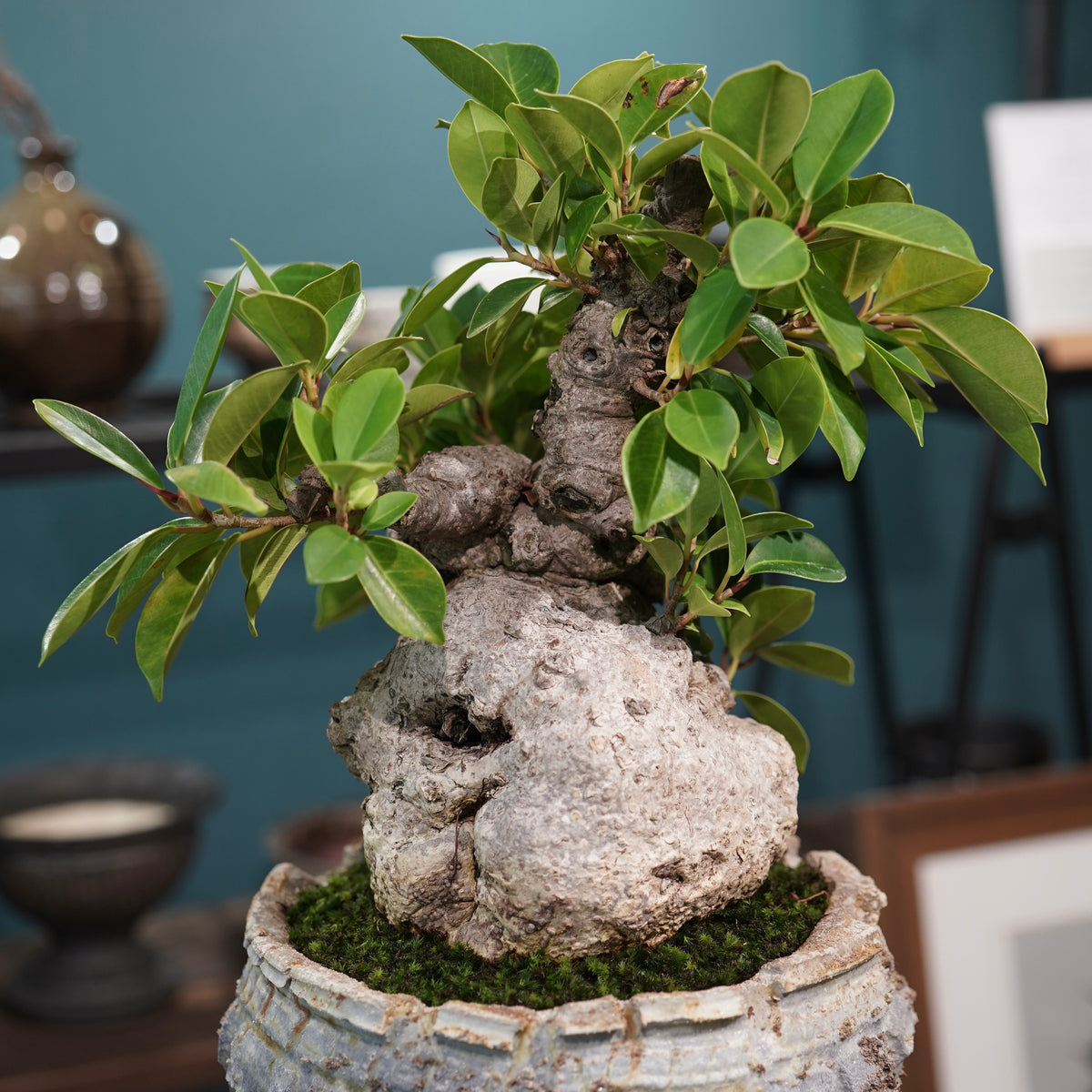 Ficus microcarpa(ガジュマル) × 宮島將實"匣鉢穴窯灰埋焼成鉢" No.2
