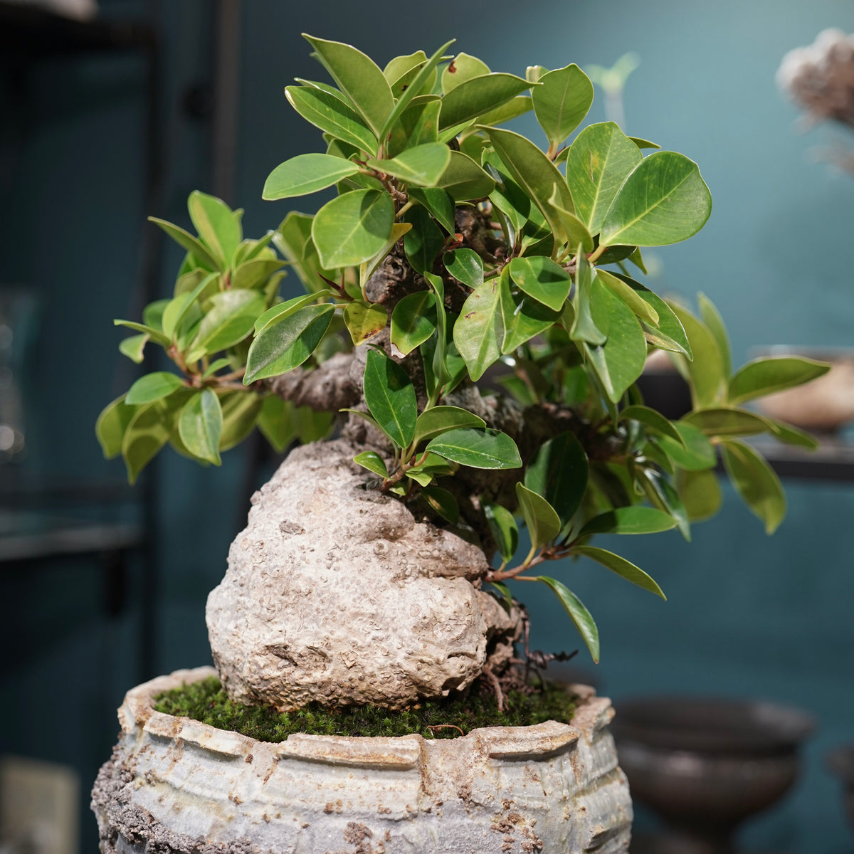 Ficus microcarpa(ガジュマル) × 宮島將實"匣鉢穴窯灰埋焼成鉢" No.2