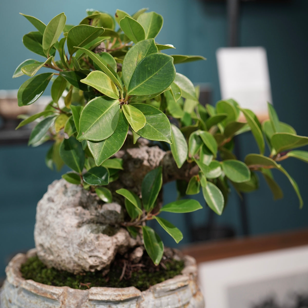 Ficus microcarpa(ガジュマル) × 宮島將實"匣鉢穴窯灰埋焼成鉢" No.2