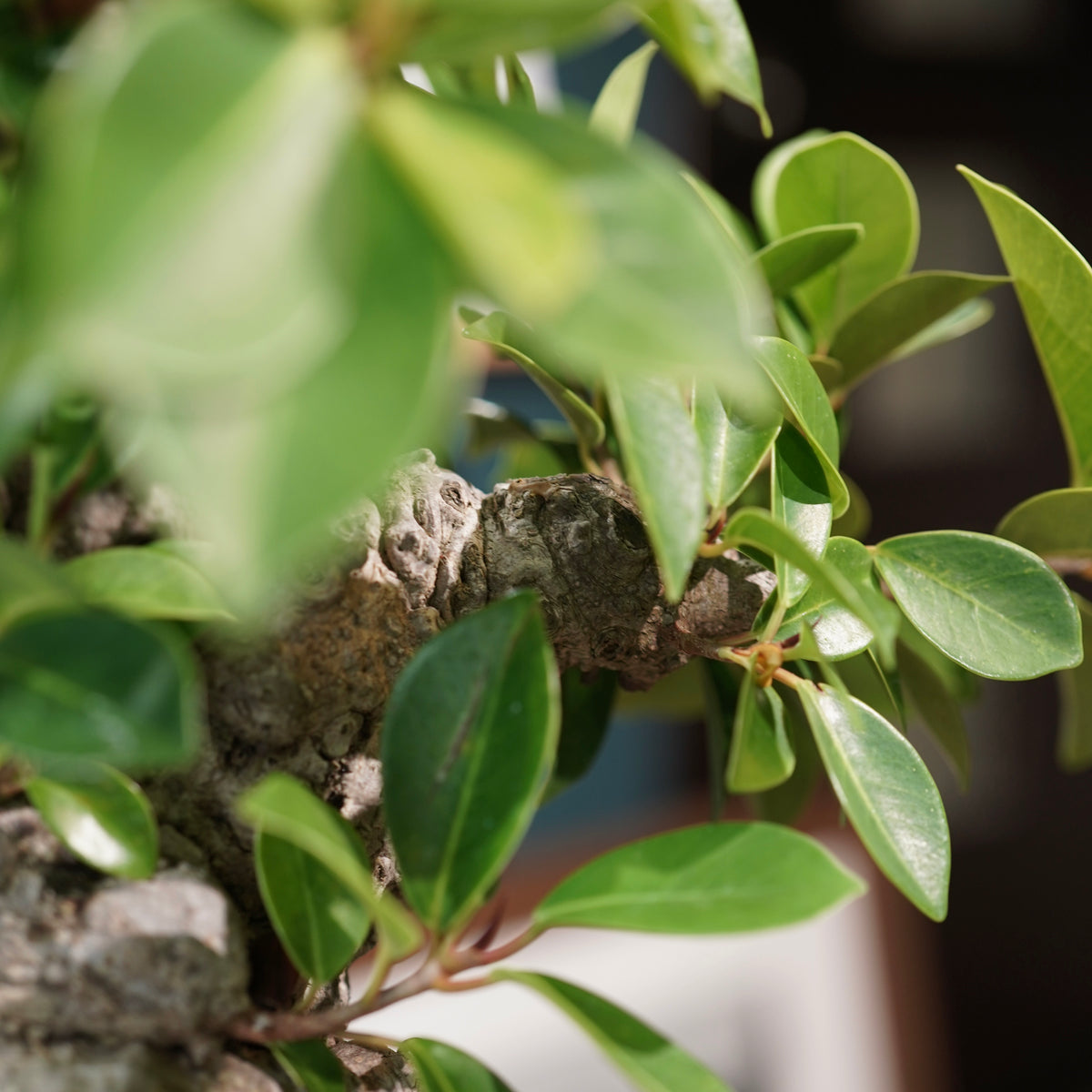 Ficus microcarpa(ガジュマル) × 宮島將實"匣鉢穴窯灰埋焼成鉢" No.2