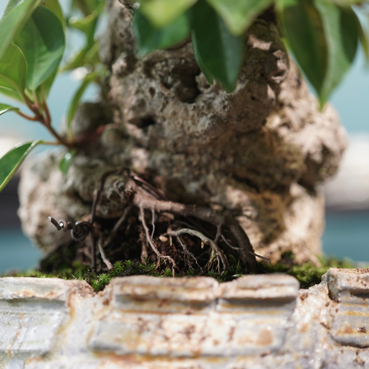 Ficus microcarpa(ガジュマル) × 宮島將實"匣鉢穴窯灰埋焼成鉢" No.2