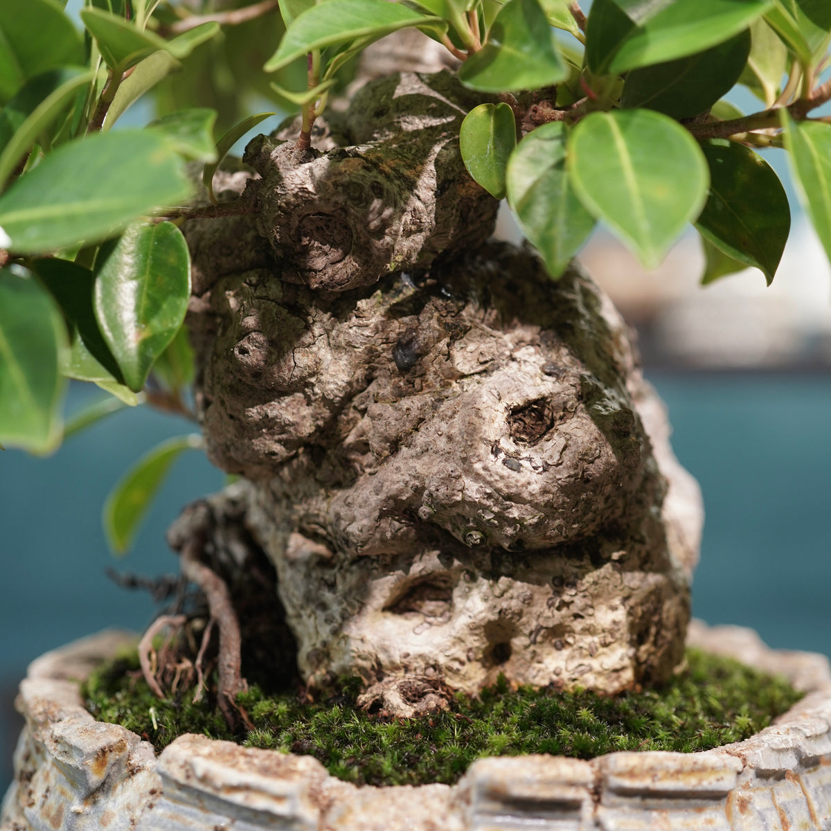 Ficus microcarpa(ガジュマル) × 宮島將實"匣鉢穴窯灰埋焼成鉢" No.2