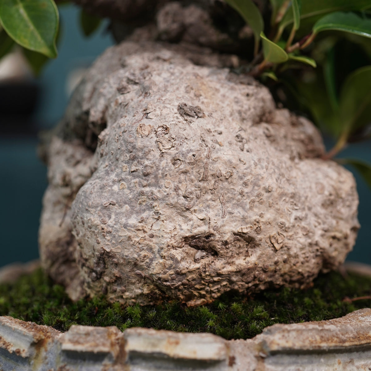 Ficus microcarpa(ガジュマル) × 宮島將實"匣鉢穴窯灰埋焼成鉢" No.2