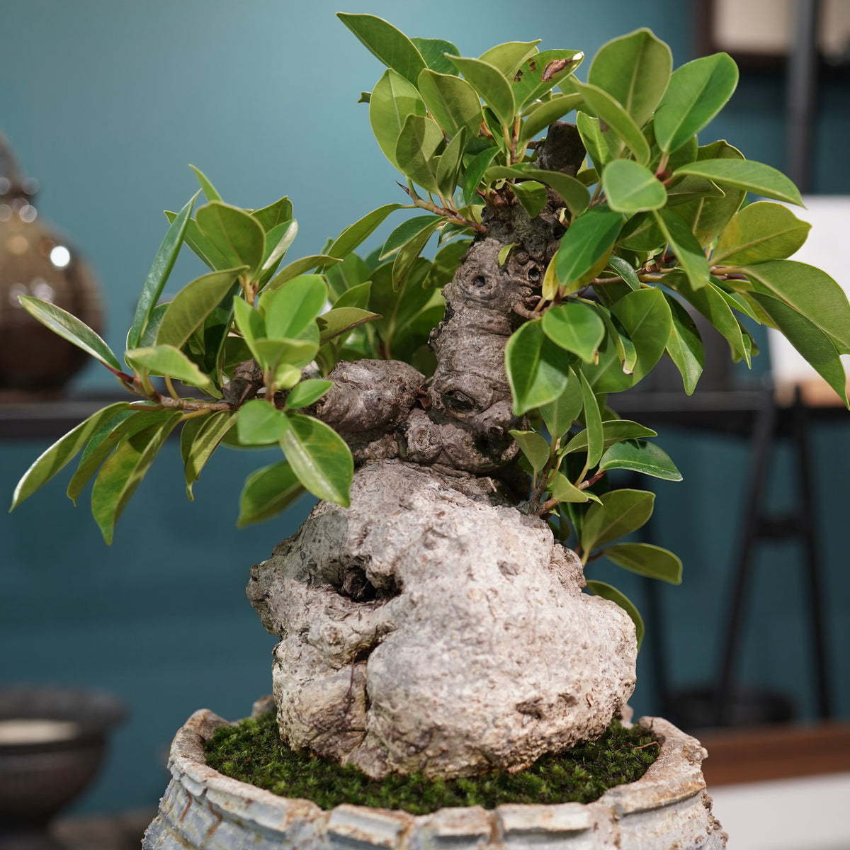 Ficus microcarpa(ガジュマル) × 宮島將實"匣鉢穴窯灰埋焼成鉢" No.2