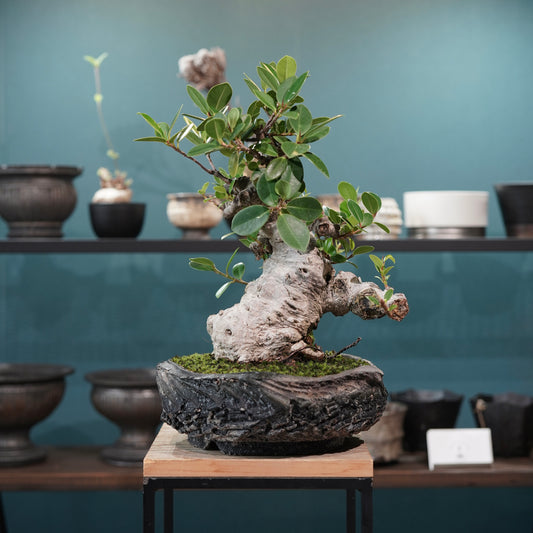 Ficus microcarpa(ガジュマル)× 宮島將實"匣鉢穴窯灰埋焼成鉢" No.1