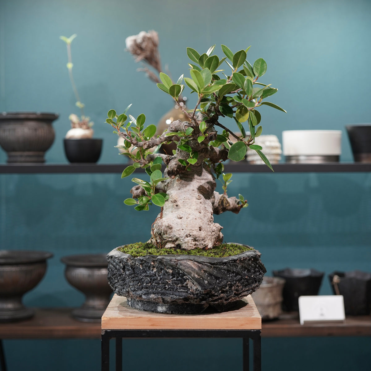 Ficus microcarpa(ガジュマル)× 宮島將實"匣鉢穴窯灰埋焼成鉢" No.1