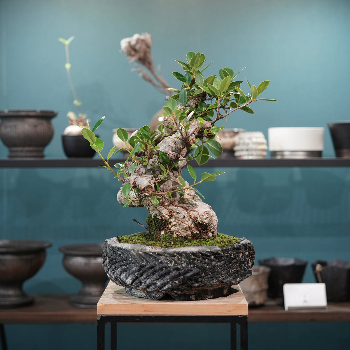 Ficus microcarpa(ガジュマル)× 宮島將實"匣鉢穴窯灰埋焼成鉢" No.1