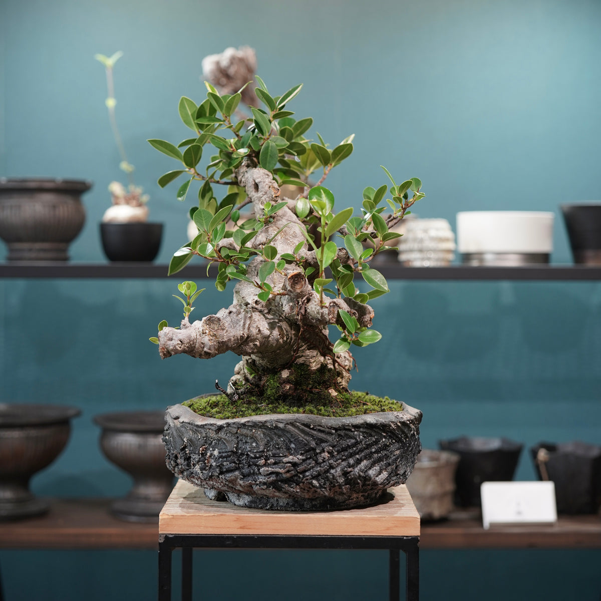 Ficus microcarpa(ガジュマル)× 宮島將實"匣鉢穴窯灰埋焼成鉢" No.1