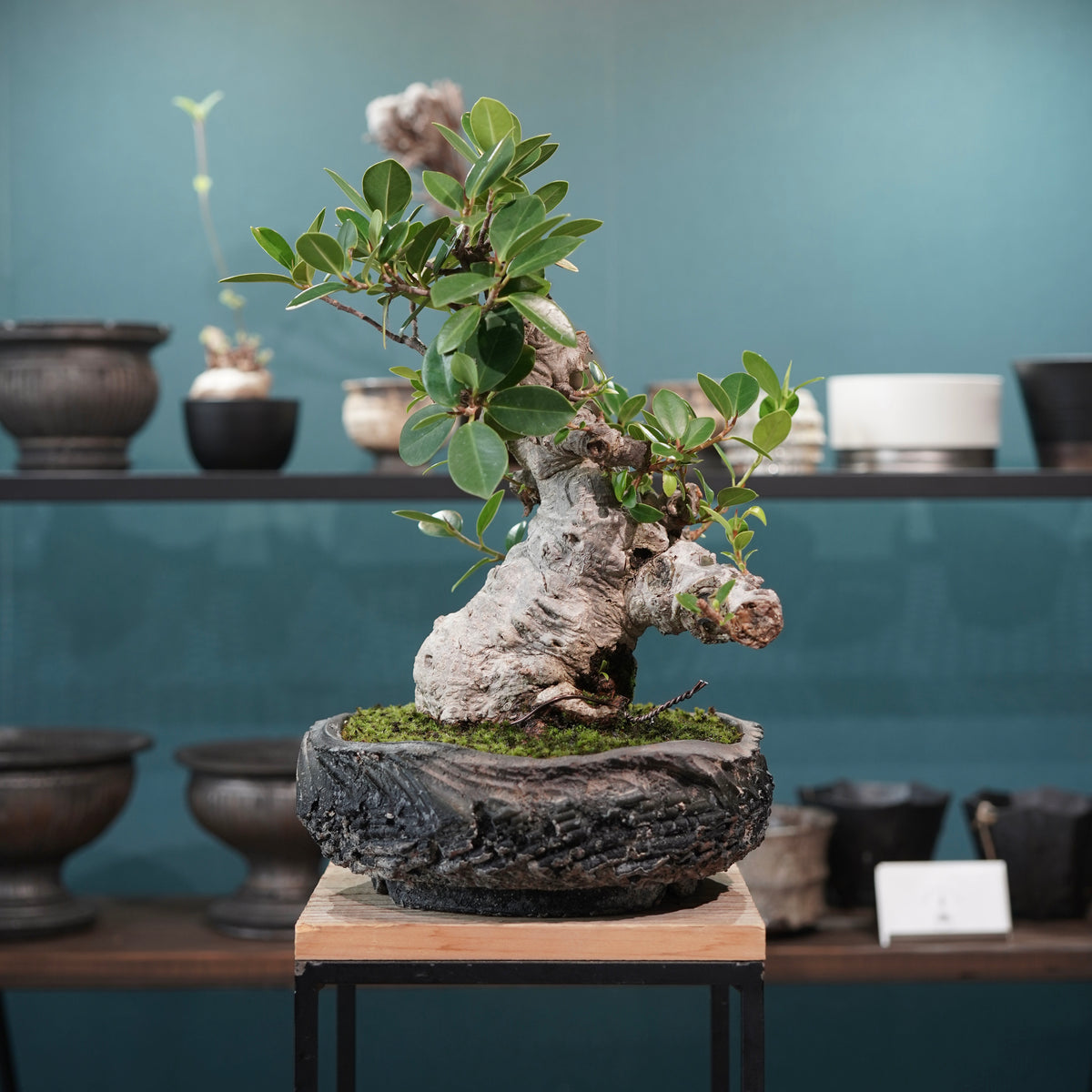 Ficus microcarpa(ガジュマル)× 宮島將實"匣鉢穴窯灰埋焼成鉢" No.1