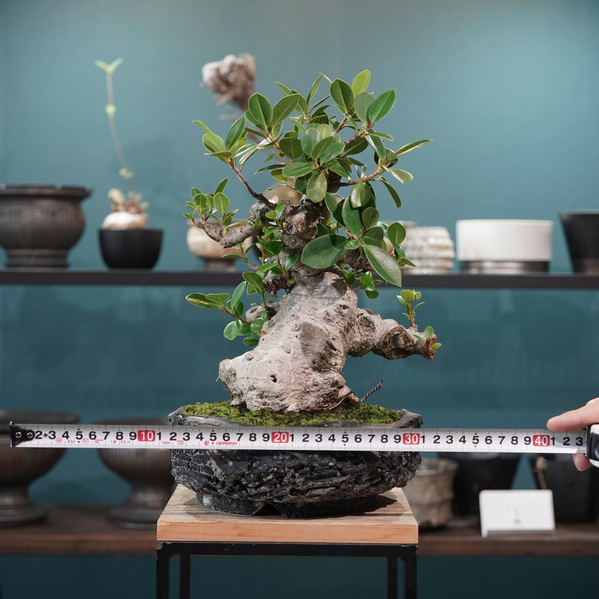 Ficus microcarpa(ガジュマル)× 宮島將實"匣鉢穴窯灰埋焼成鉢" No.1