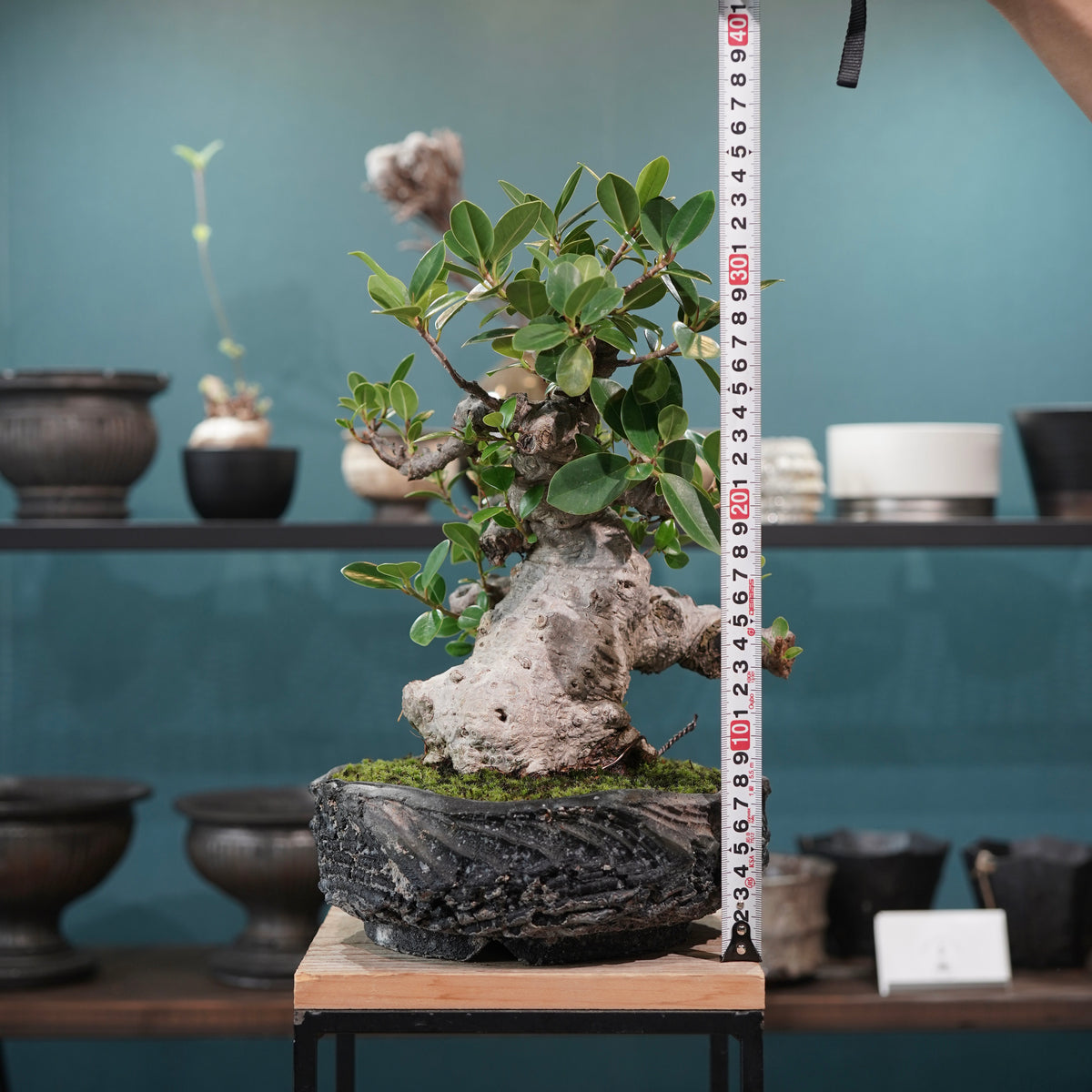 Ficus microcarpa(ガジュマル)× 宮島將實"匣鉢穴窯灰埋焼成鉢" No.1