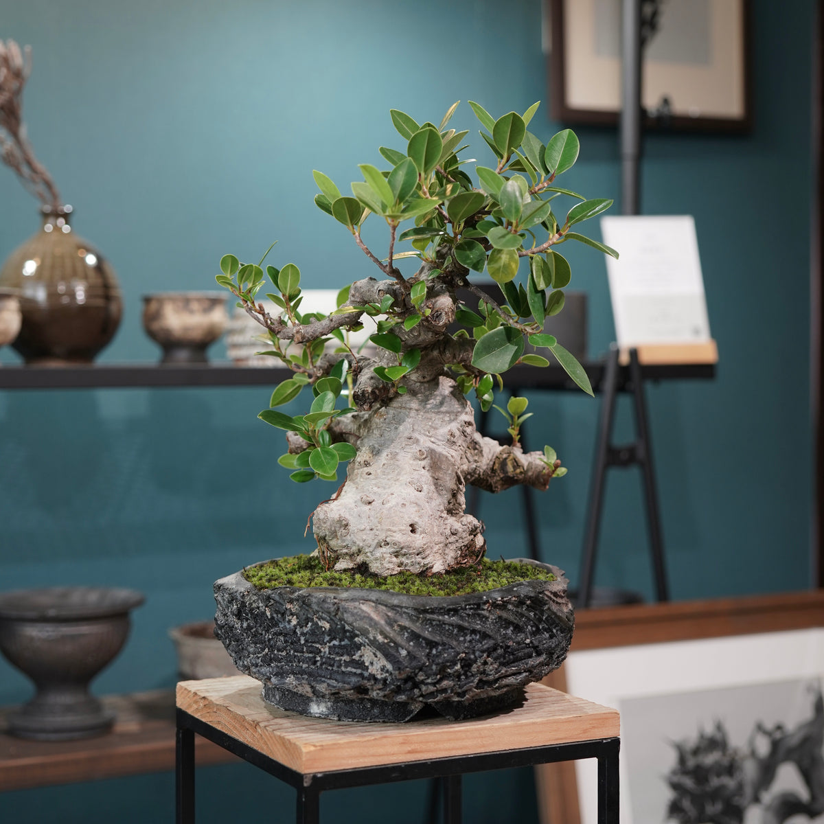 Ficus microcarpa(ガジュマル)× 宮島將實"匣鉢穴窯灰埋焼成鉢" No.1