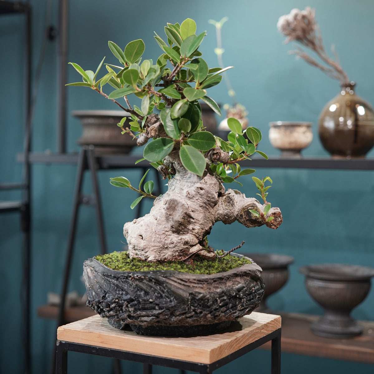 Ficus microcarpa(ガジュマル)× 宮島將實"匣鉢穴窯灰埋焼成鉢" No.1