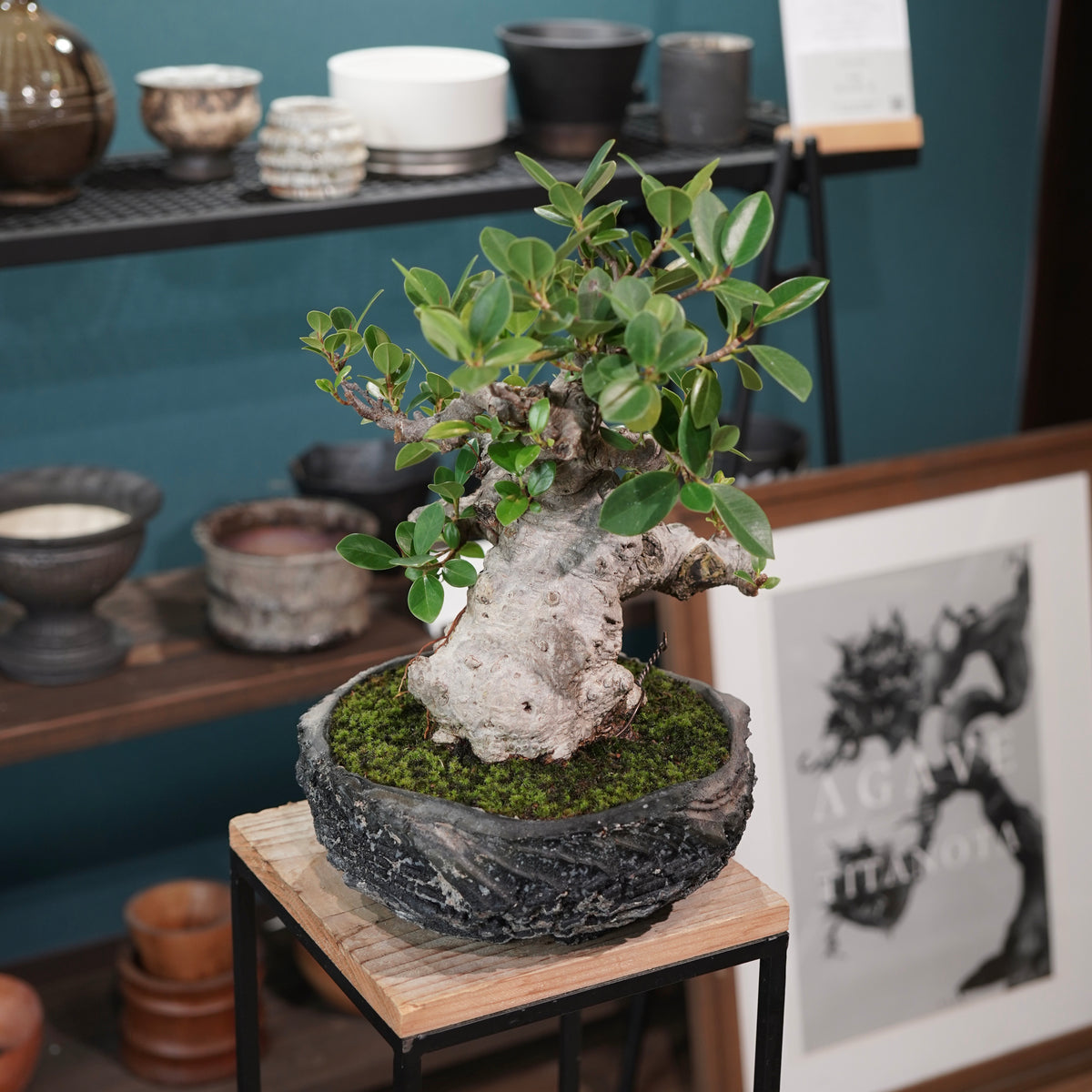 Ficus microcarpa(ガジュマル)× 宮島將實"匣鉢穴窯灰埋焼成鉢" No.1