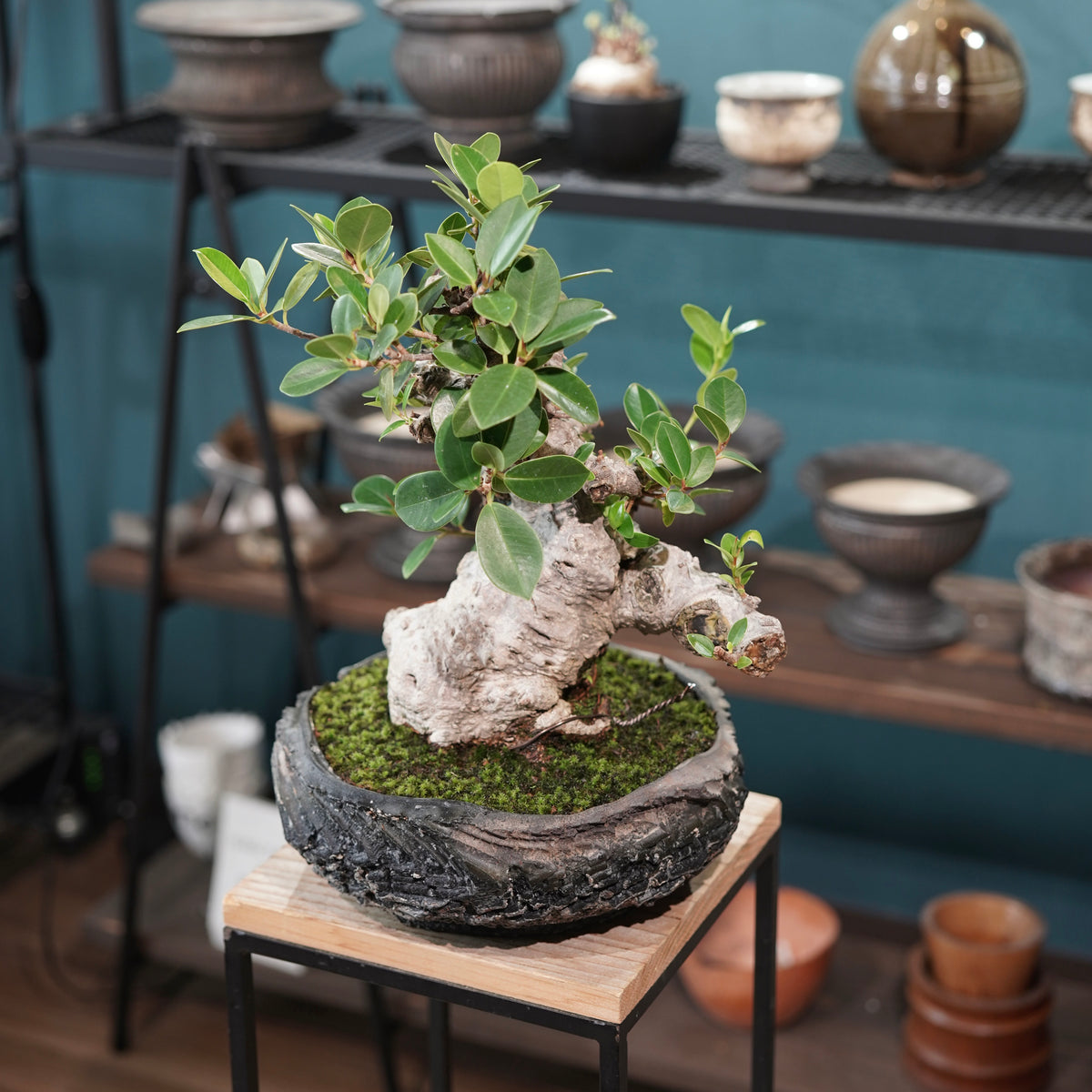 Ficus microcarpa(ガジュマル)× 宮島將實"匣鉢穴窯灰埋焼成鉢" No.1