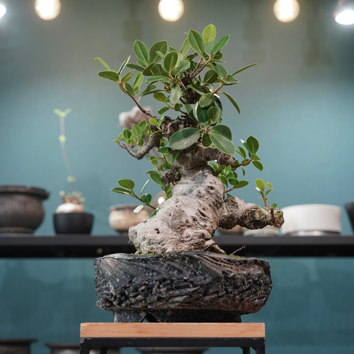 Ficus microcarpa(ガジュマル)× 宮島將實"匣鉢穴窯灰埋焼成鉢" No.1