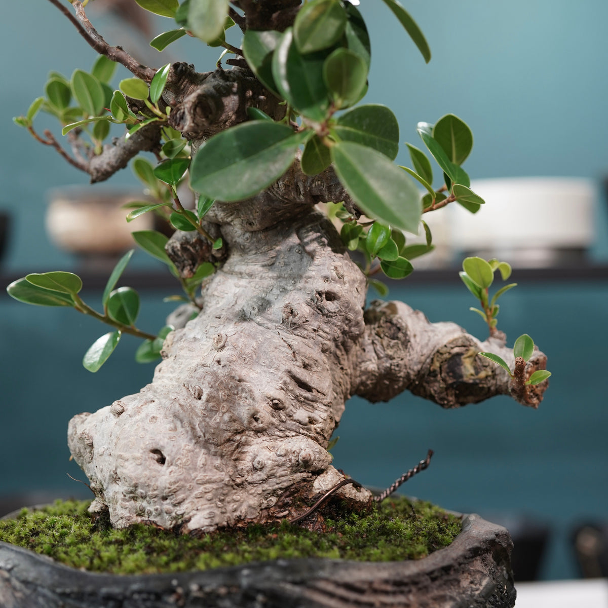 Ficus microcarpa(ガジュマル)× 宮島將實"匣鉢穴窯灰埋焼成鉢" No.1